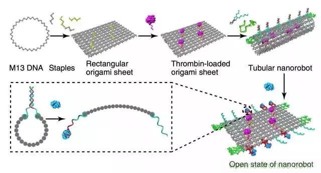 中美科學家聯手，用DNA納米機器人殺死癌細胞